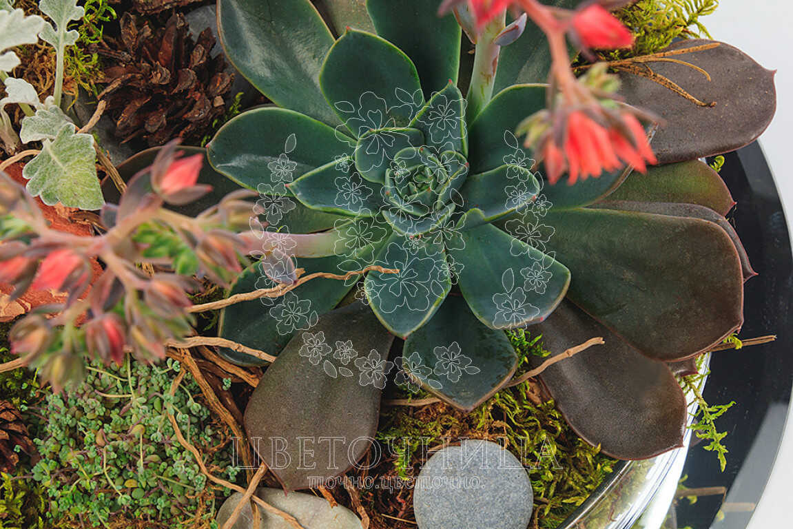 Горшечное растение «Садик в стекле» - фото 3